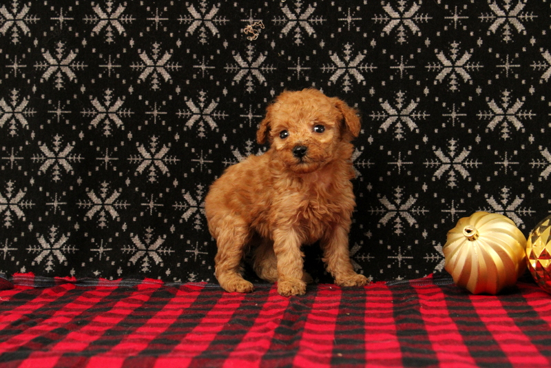 puppy, for, sale, Mini Poodle, Matthew B. Stoltzfus, dog, breeder, Gap, PA, dog-breeder, puppy-for-sale, forsale, nearby, find, puppyfind, locator, puppylocator, aca